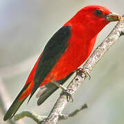 Scarlet Tanager