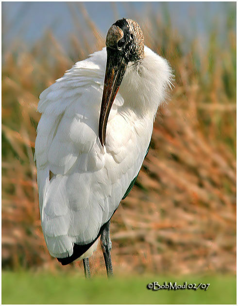 Wood Stork