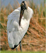 Wood Stork