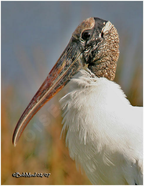 Wood Stork