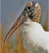 Wood Stork