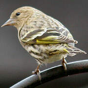 Pine Siskin