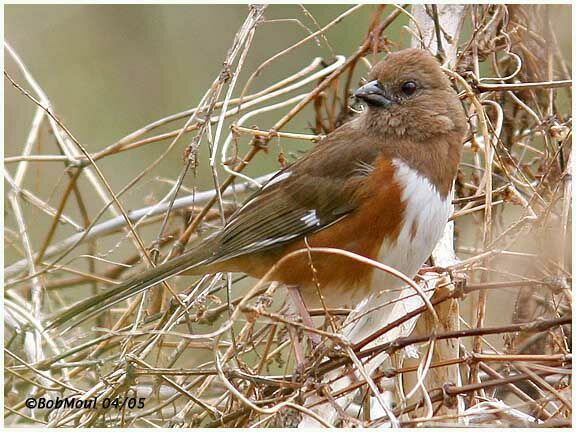 Eastern Towhee