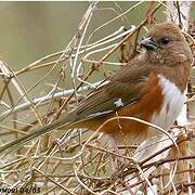 Eastern Towhee