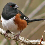 Eastern Towhee