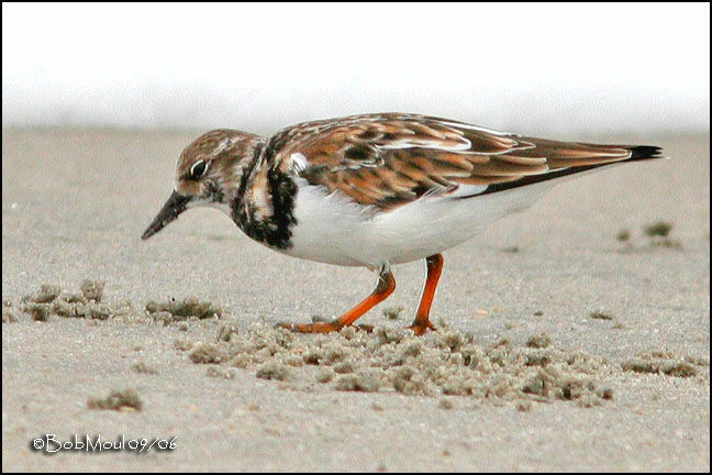 Ruddy Turnstoneadult post breeding