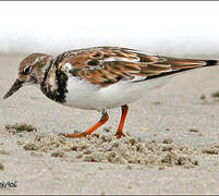 Ruddy Turnstone