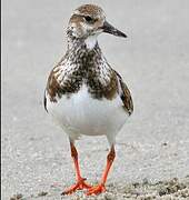 Ruddy Turnstone