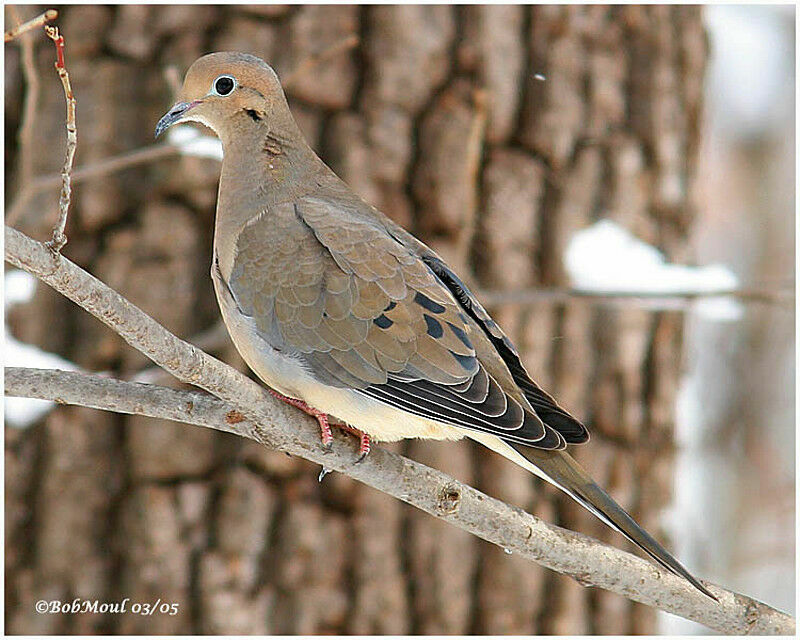 Mourning Dove