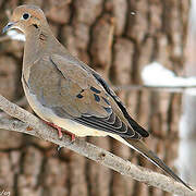 Mourning Dove