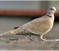 Eurasian Collared Dove