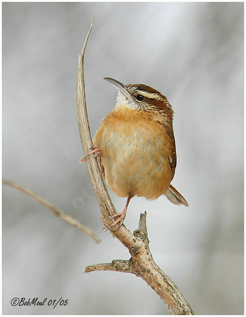 Carolina Wren