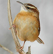 Carolina Wren