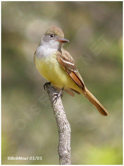 Great Crested Flycatcher