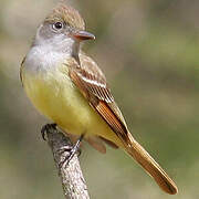 Great Crested Flycatcher