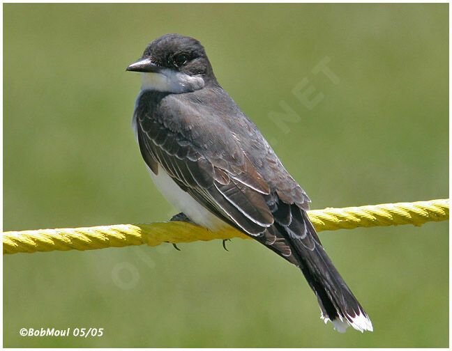 Eastern Kingbird