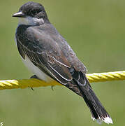 Eastern Kingbird