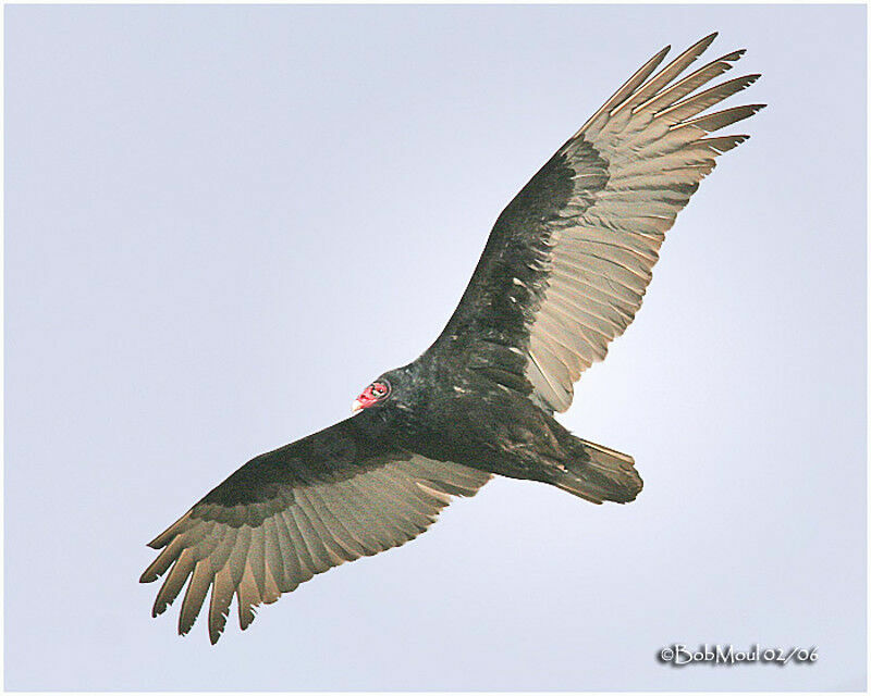 Turkey Vulture