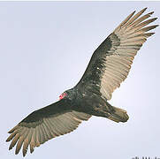 Turkey Vulture