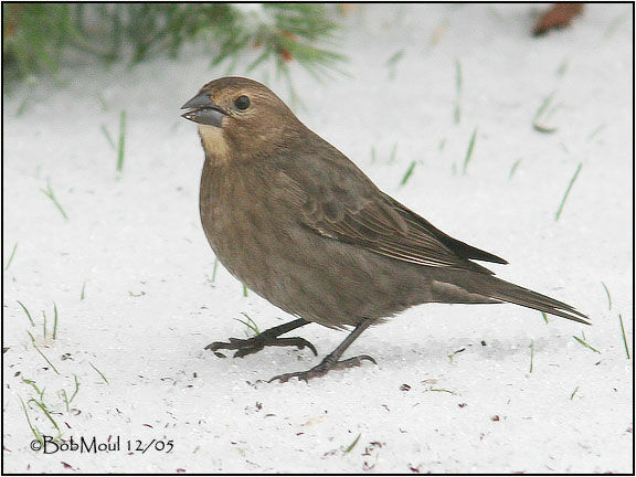 Brown-headed Cowbird