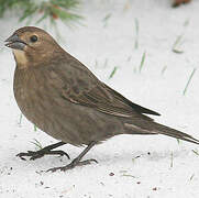 Brown-headed Cowbird