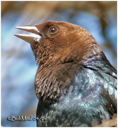 Brown-headed Cowbird male adult breeding