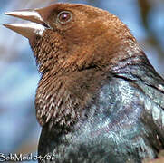 Brown-headed Cowbird