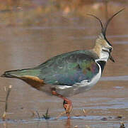 Northern Lapwing