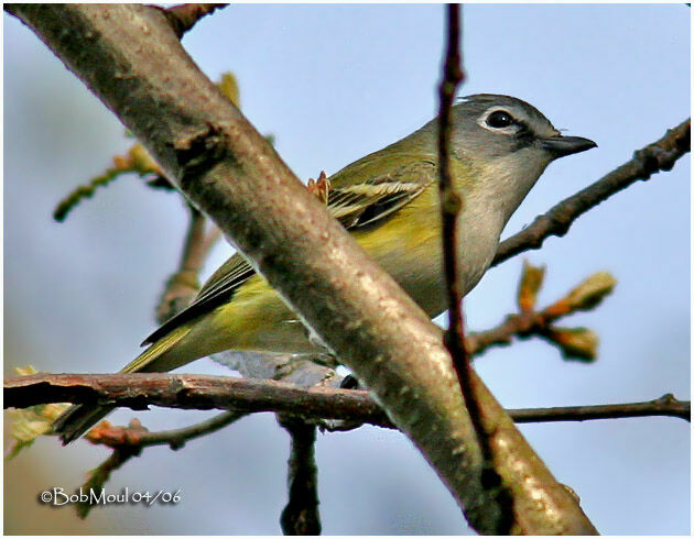 Blue-headed Vireoadult breeding