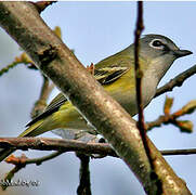 Blue-headed Vireo