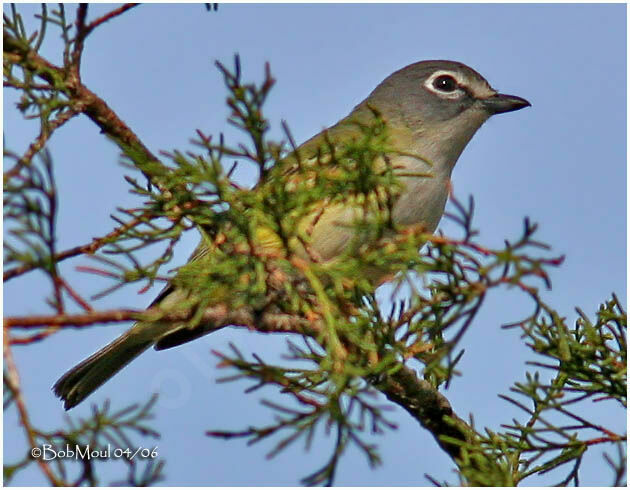 Blue-headed Vireoadult breeding