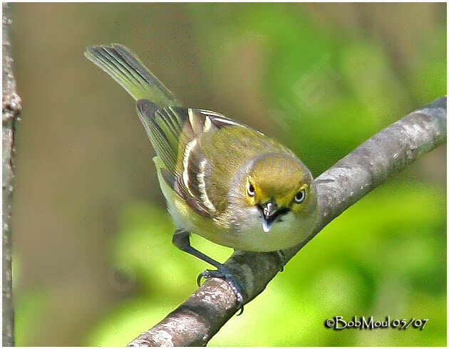 White-eyed Vireo male adult breeding