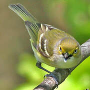 White-eyed Vireo