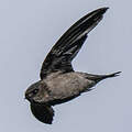 Volcano Swiftlet