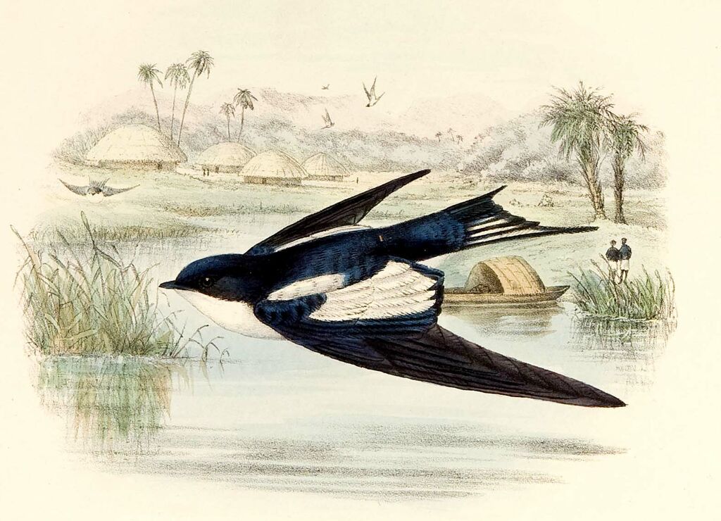 Pied-winged Swallow