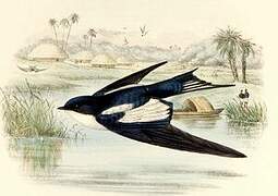 Pied-winged Swallow