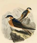 Chestnut-collared Swallow