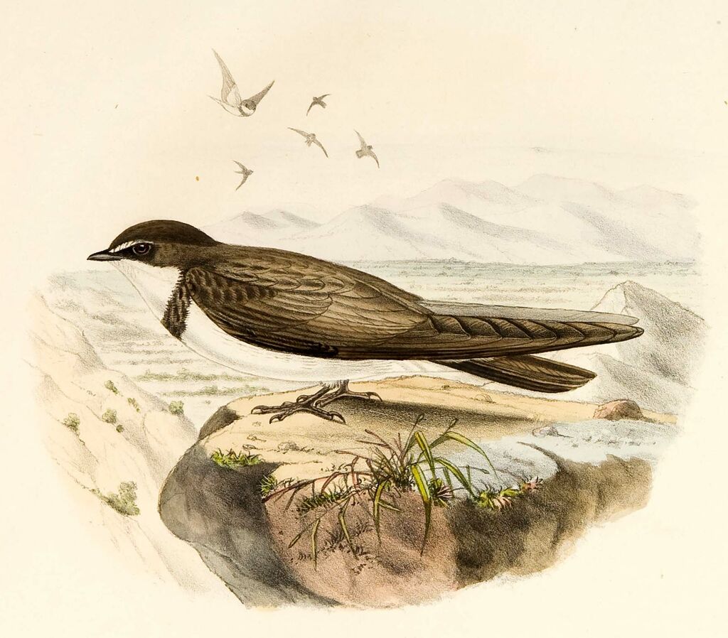 Banded Martin