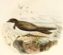 Banded Martin