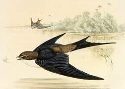 Grey-rumped Swallow