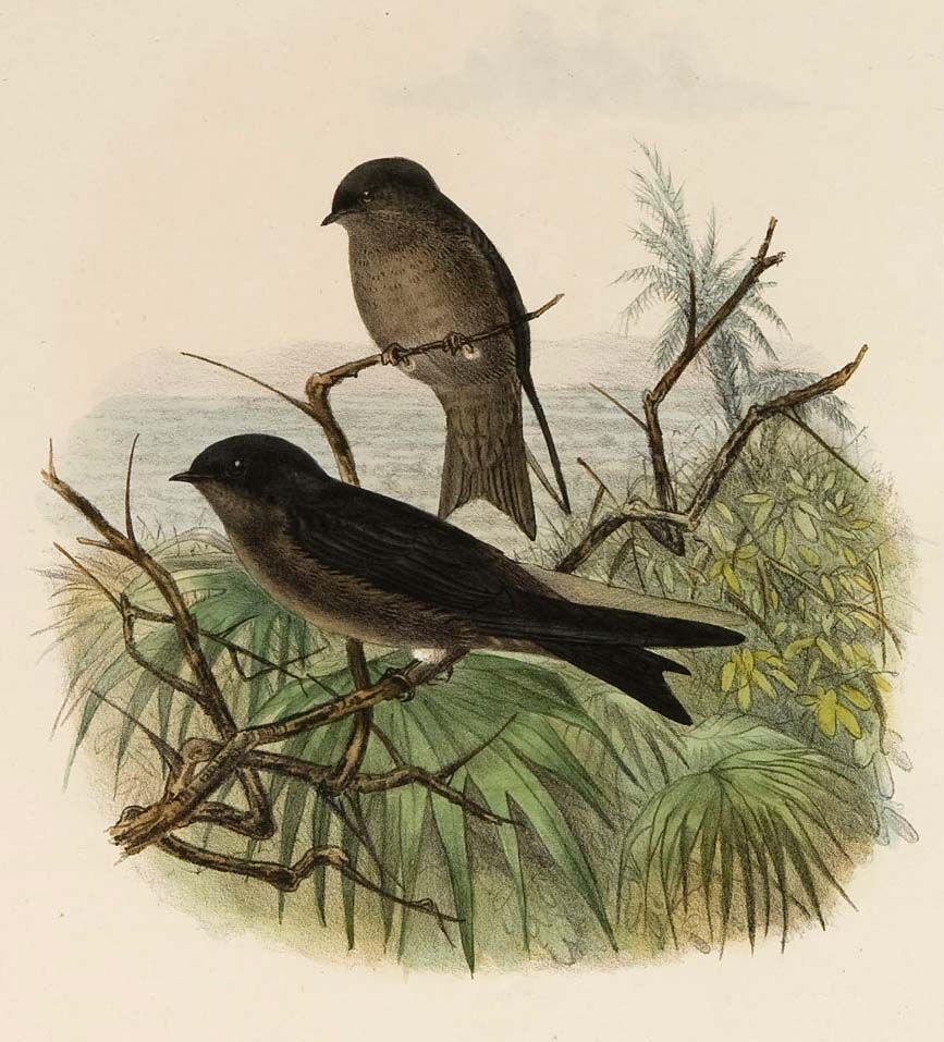 White-thighed Swallow