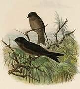 White-thighed Swallow