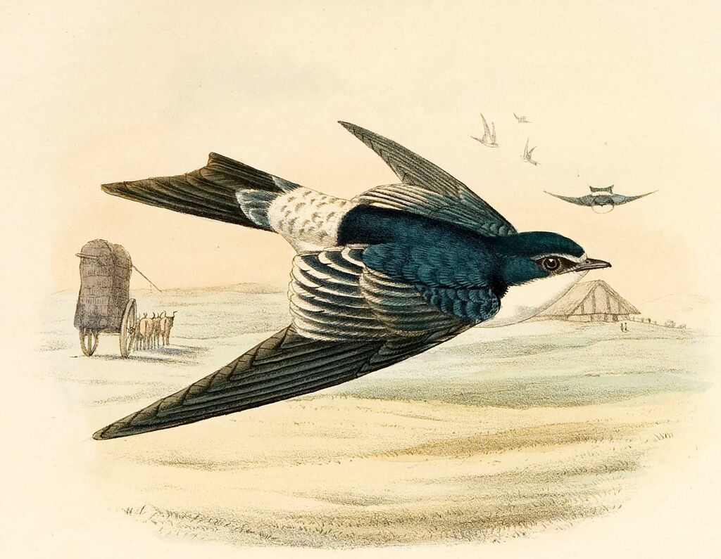 White-rumped Swallow