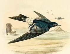 White-rumped Swallow