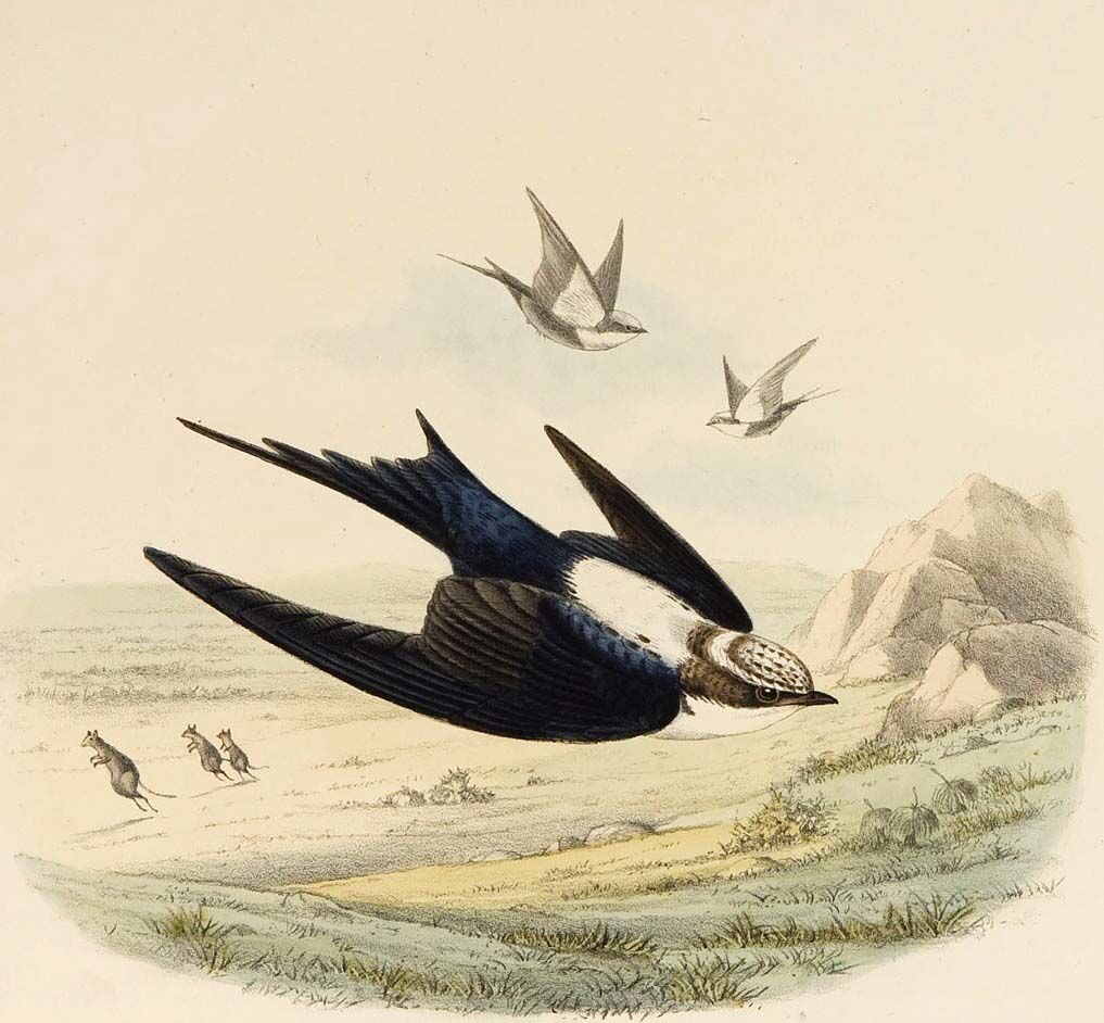 White-backed Swallow