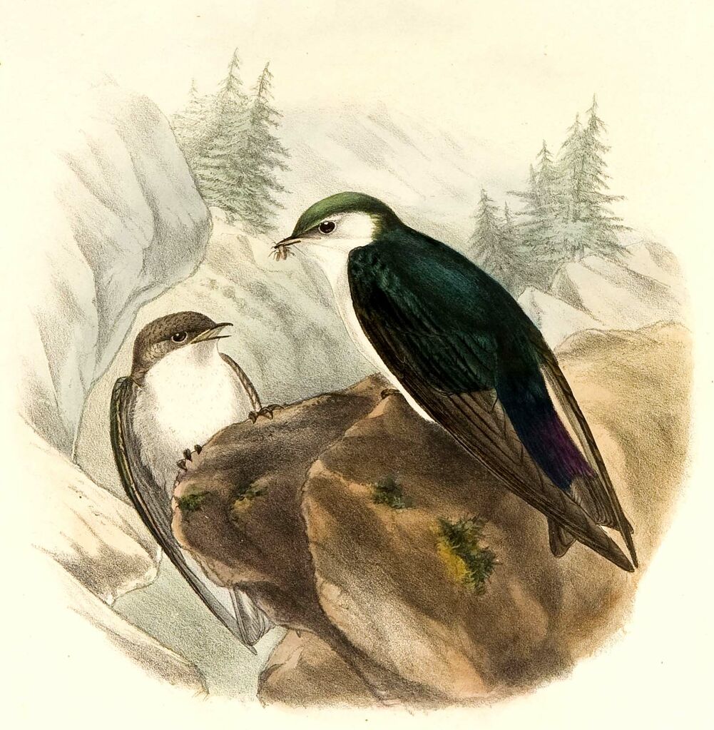 Violet-green Swallow