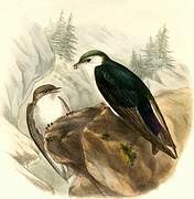 Violet-green Swallow