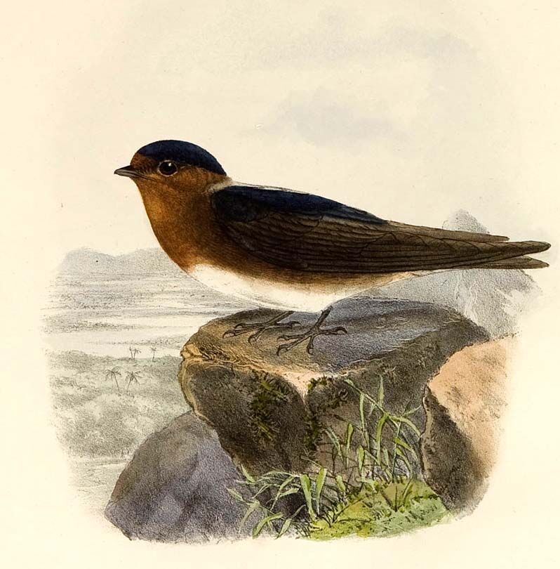 Cave Swallow