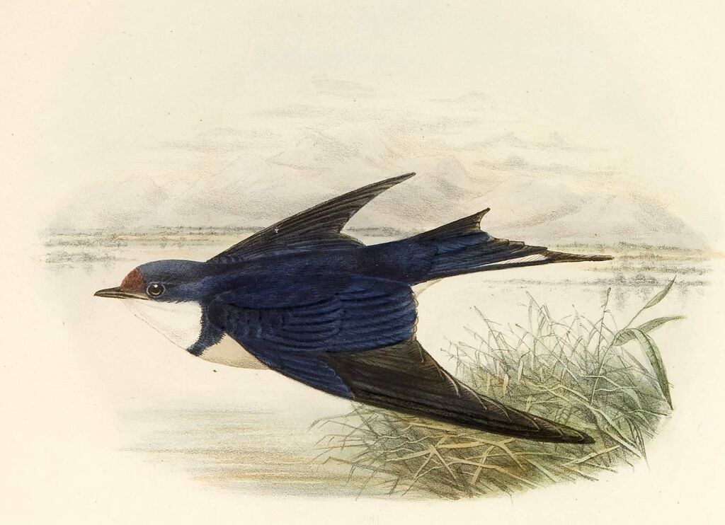 White-throated Swallow