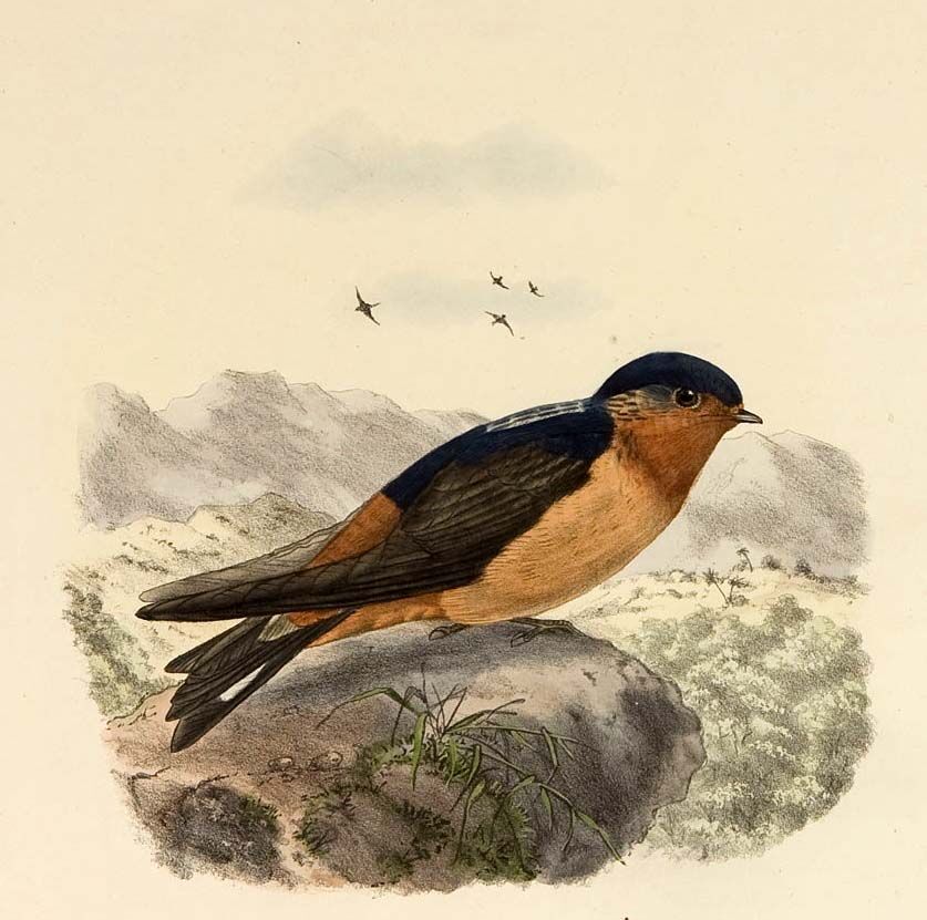 Red-throated Cliff Swallow